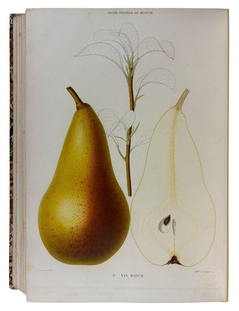 Item #42107 Le Jardin Fruitier du Mus&eacute;um, ou Iconographie de Toutes les Esp&egrave;ces et Vari&eacute;t&eacute;s d'Arbres Fruitiers Cultiv&eacute;s dans cet &Eacute;tablissement avec leur description, leur histoire, leur synonymie. Joseph DECAISNE.