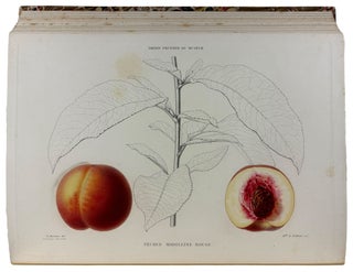 Le Jardin Fruitier du Muséum, ou Iconographie de Toutes les Espèces et Variétés d'Arbres Fruitiers Cultivés dans cet Établissement avec leur description, leur histoire, leur synonymie