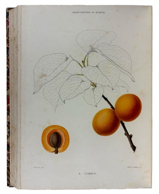 Le Jardin Fruitier du Muséum, ou Iconographie de Toutes les Espèces et Variétés d'Arbres Fruitiers Cultivés dans cet Établissement avec leur description, leur histoire, leur synonymie