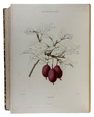 Le Jardin Fruitier du Muséum, ou Iconographie de Toutes les Espèces et Variétés d'Arbres Fruitiers Cultivés dans cet Établissement avec leur description, leur histoire, leur synonymie