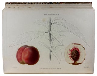 Le Jardin Fruitier du Muséum, ou Iconographie de Toutes les Espèces et Variétés d'Arbres Fruitiers Cultivés dans cet Établissement avec leur description, leur histoire, leur synonymie