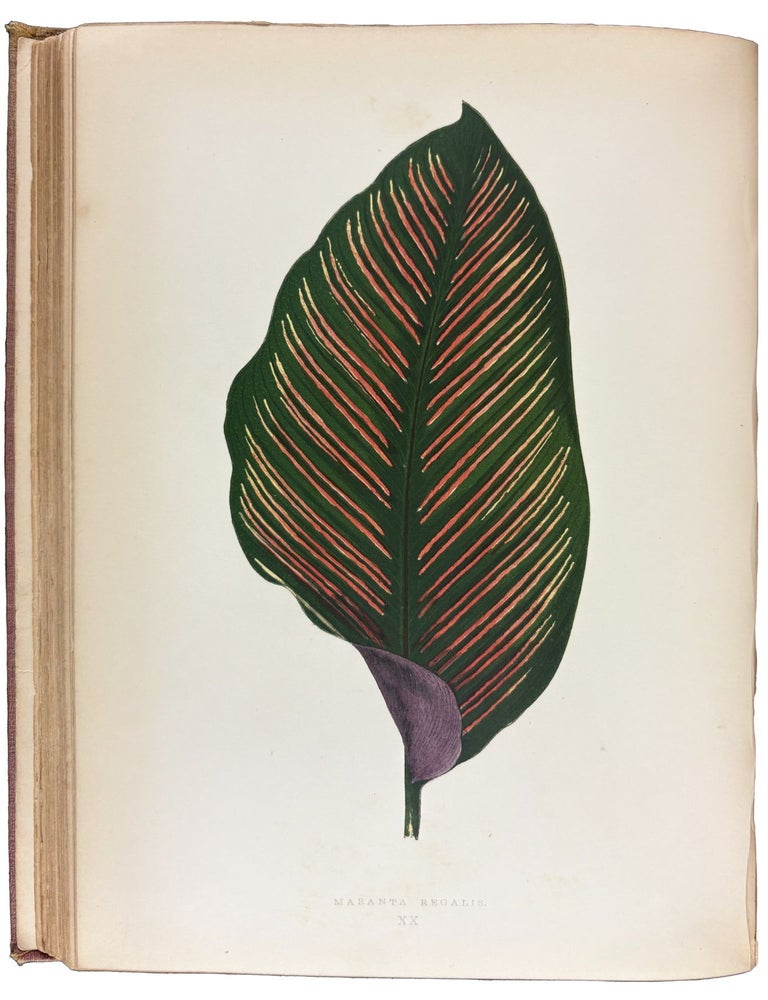 Item #42233 Beautiful Leaved Plants; being a description of the most beautiful leaved plants in cultivation in this country; to which is added an extended catalogue. With sixty coloured illustrations. Edward Joseph LOWE, W. HOWARD.