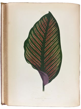 Item #42233 Beautiful Leaved Plants; being a description of the most beautiful leaved plants in...