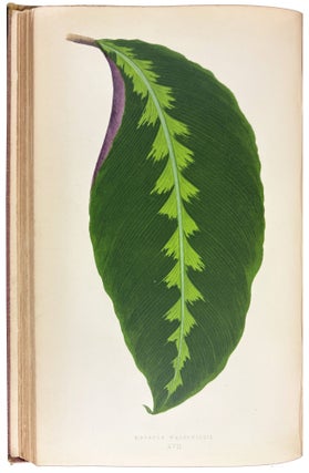 Beautiful Leaved Plants; being a description of the most beautiful leaved plants in cultivation in this country; to which is added an extended catalogue. With sixty coloured illustrations.