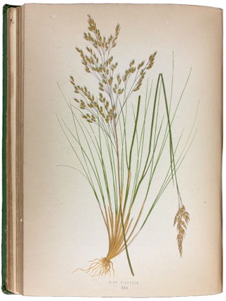 Item #42234 A Natural History of British Grasses. Edward Joseph LOWE