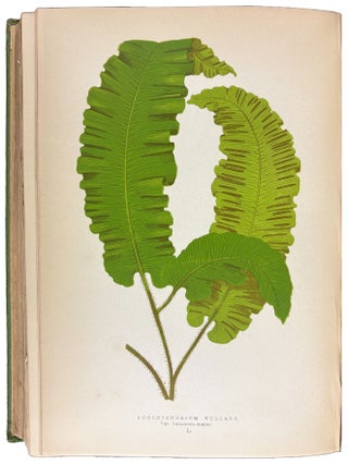 Item #42235 A Natural History of New and Rare Ferns: Containing Species and Varieties, None of...