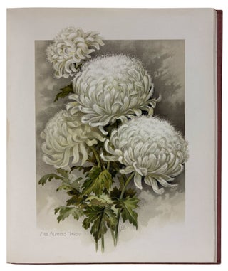 The Golden Flower. Chrysanthemum. Verses by Edith M. Thomas, Richard Henry Stoddard, Alice Ward Bailey, Celia Thaxter, Kate Upson Clark, Louis Carroll, Margaret Deland, Robert Browning, & Oliver Wendell Holmes. Collected, arranged and embellished with original designs by F. Schuyler Mathews