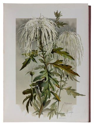 The Golden Flower. Chrysanthemum. Verses by Edith M. Thomas, Richard Henry Stoddard, Alice Ward Bailey, Celia Thaxter, Kate Upson Clark, Louis Carroll, Margaret Deland, Robert Browning, & Oliver Wendell Holmes. Collected, arranged and embellished with original designs by F. Schuyler Mathews