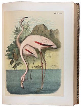 The Birds of North America