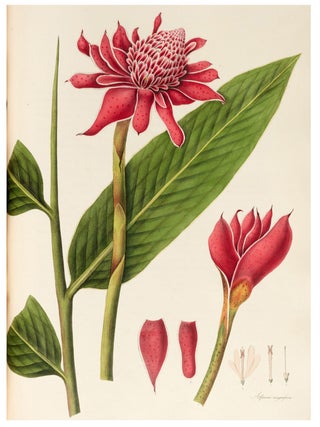 Item #42423 Monandrian Plants of the Order Scitamineae, chiefly drawn from living specimens in...