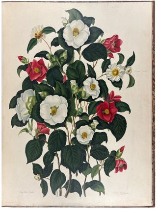 A Monograph on the Genus Camellia, by Saml. Curtis ... the whole from Original Drawings by Clara Maria Pope