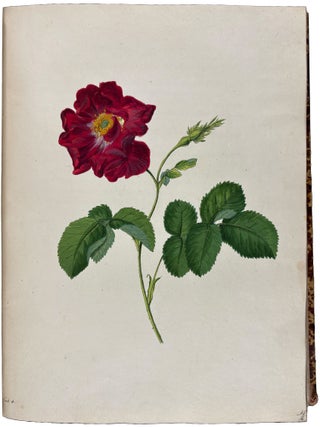 Item #42428 Die Rosen nach der Natur gezeichnet und colorirt mit kurzen Botanischen Bestimmungen...