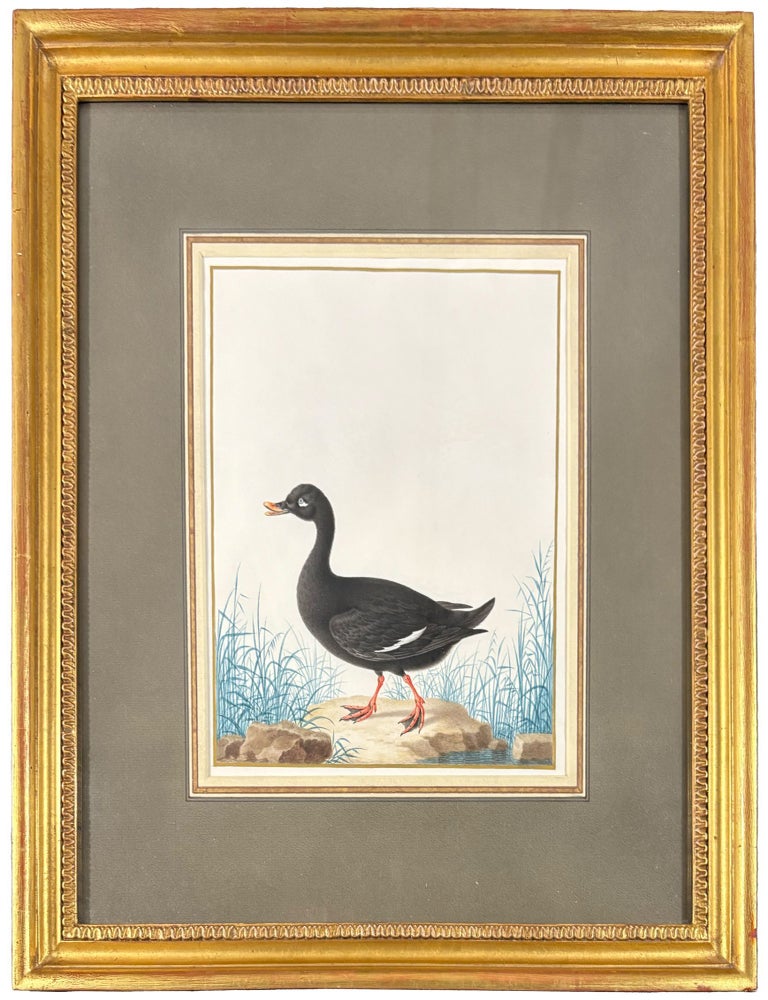 Item #42437 Velvet Scoter (Drake) (Melanitta fusca). Nicolas ROBERT.
