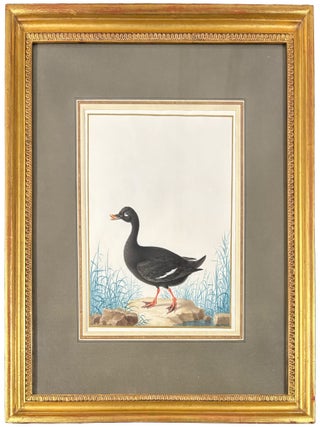 Item #42437 Velvet Scoter (Drake) (Melanitta fusca). Nicolas ROBERT