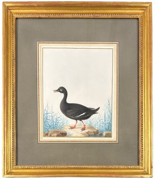 Item #42437 Velvet Scoter (Drake) (Melanitta fusca). Nicolas ROBERT