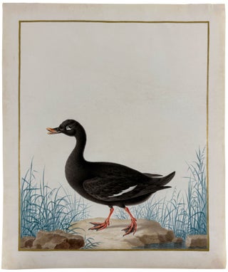 Velvet Scoter (Drake) (Melanitta fusca)