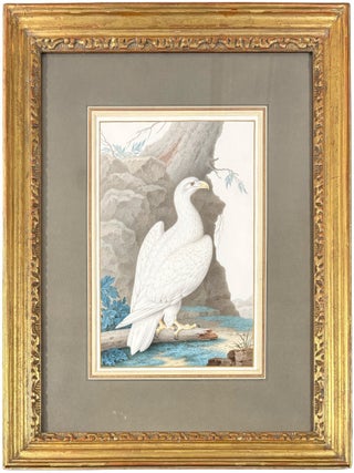 Item #42438 Albino White-tailed Sea Eagle (Haliaeetus albicilla). Nicolas ROBERT
