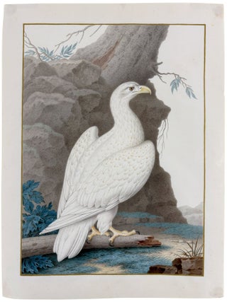 Albino White-tailed Sea Eagle (Haliaeetus albicilla)