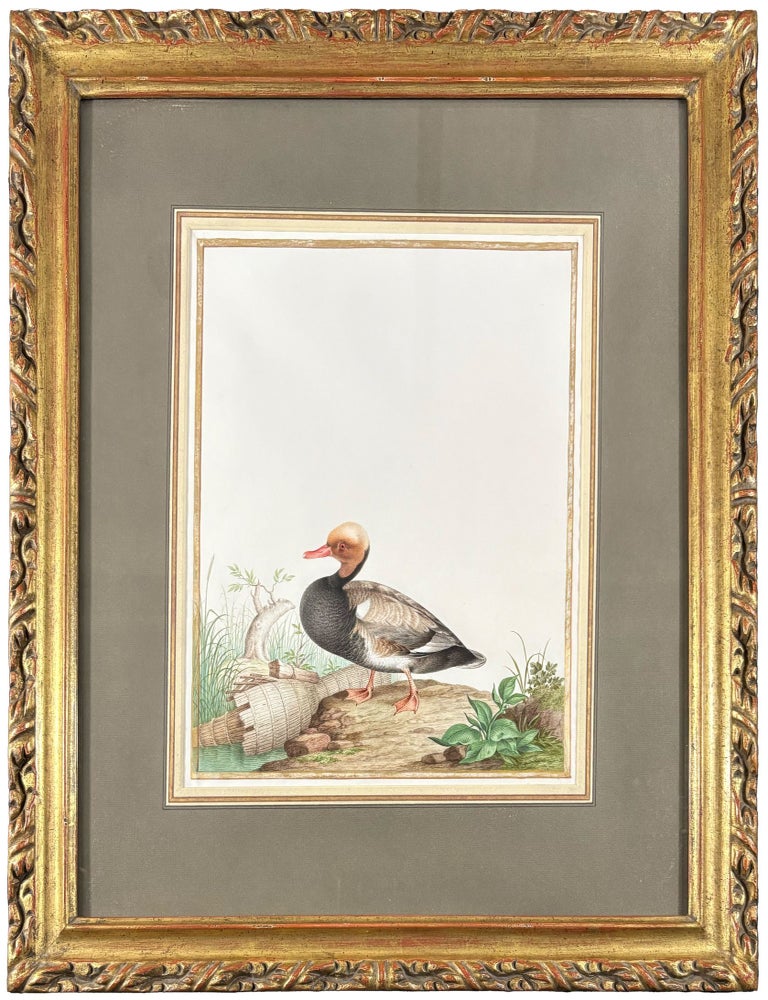 Item #42439 Red-Crested Pochard (Drake) (Netta rufina). Nicolas ROBERT.