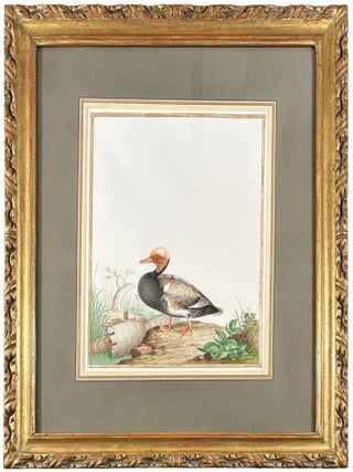 Item #42439 Red-Crested Pochard (Drake) (Netta rufina). Nicolas ROBERT