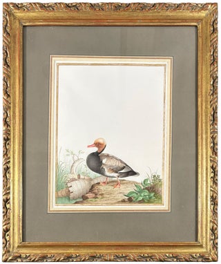Item #42439 Red-Crested Pochard (Drake) (Netta rufina). Nicolas ROBERT