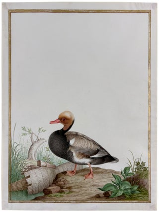 Red-Crested Pochard (Drake) (Netta rufina)