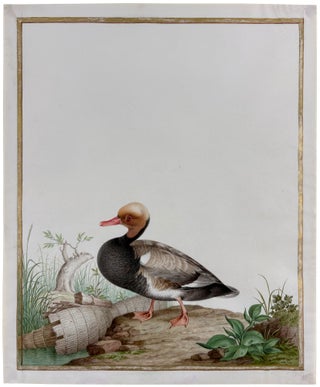 Red-Crested Pochard (Drake) (Netta rufina)