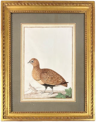 Item #42442 Black-Bellied Sandgrouse (Female) (Pterocles orientalis). Nicolas ROBERT