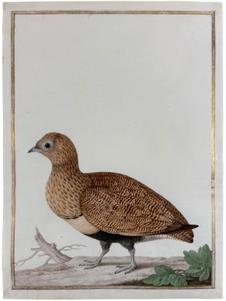 Black-Bellied Sandgrouse (Female) (Pterocles orientalis)