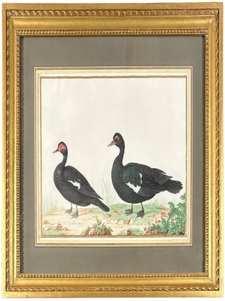 Item #42443 Pair of Muscovy Ducks (Cairina moschata). Nicolas ROBERT