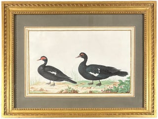Item #42443 Pair of Muscovy Ducks (Cairina moschata). Nicolas ROBERT