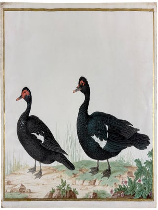 Pair of Muscovy Ducks (Cairina moschata)