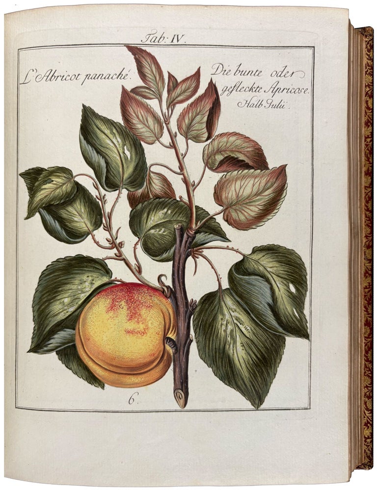 Item #42447 Pomona Franconica: Description Des Arbres Fruitiers, les plus connus et les plus estim&eacute;s en Europe, qui se cultivent maintenant Au Jardin De La Cour De Wurzbourg. [Pomona Franconica: oder nat&uuml;rliche Abbildung und Beschreibung der besten und vorz&uuml;glichsten Europ&auml;ischen Gattungen der Obstb&auml;ume und Fr&uuml;chte, welche in dem hochf&uuml;rstlichen Hofgarten zu W&uuml;rzburg gezogen werden]. Johann Prokop MAYER.
