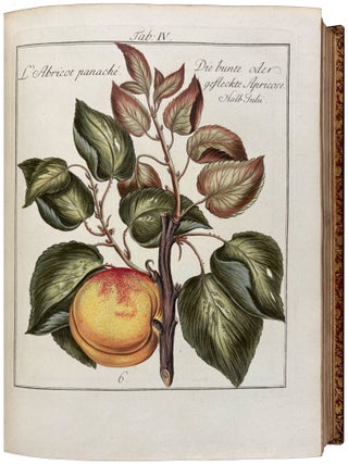 Item #42447 Pomona Franconica: Description Des Arbres Fruitiers, les plus connus et les plus...