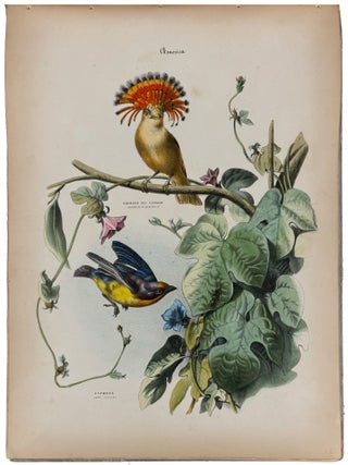 Item #42480 Album of the Finest Birds of all Countries. Édouard TRAVIÈS, Wilhelm...