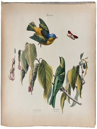 Album of the Finest Birds of all Countries