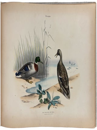 Album of the Finest Birds of all Countries