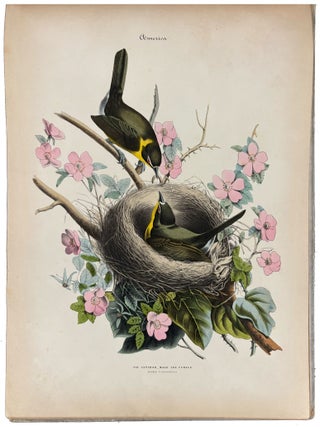 Album of the Finest Birds of all Countries