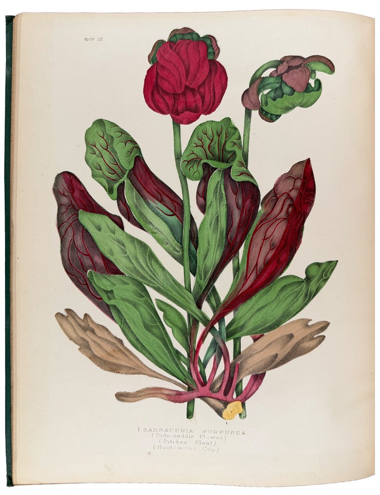 Item #42675 Canadian Wild Flowers. Painted and Lithographed by Agnes Fitzgibbon With Botanical Descriptions By C.P.Traill. Agnes FITZGIBBON, Catherine Parr TRAILL.