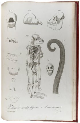 Histoire Naturelle des Singes et des Makis