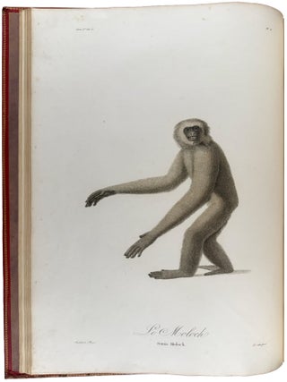 Histoire Naturelle des Singes et des Makis