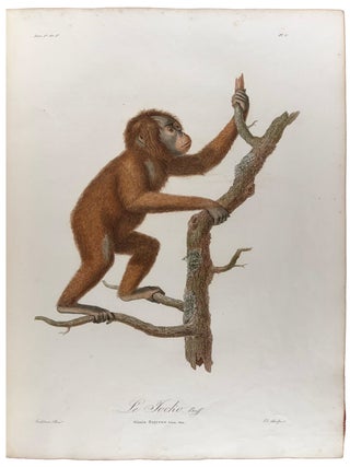 Histoire Naturelle des Singes et des Makis