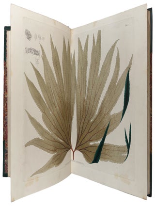 Plant&aelig; Javanic&aelig; Rariores, descript&aelig; iconibusque illustrat&aelig;, quas in insula Java, annis 1802-1818, legit et investigavit