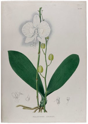 Plantæ Javanicæ Rariores, descriptæ iconibusque illustratæ, quas in insula Java, annis 1802-1818, legit et investigavit
