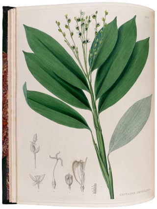 Plant&aelig; Javanic&aelig; Rariores, descript&aelig; iconibusque illustrat&aelig;, quas in insula Java, annis 1802-1818, legit et investigavit
