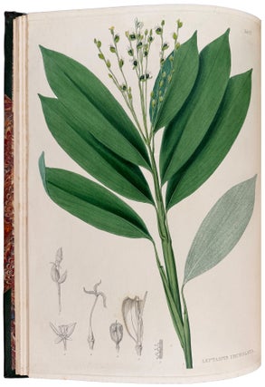 Plantæ Javanicæ Rariores, descriptæ iconibusque illustratæ, quas in insula Java, annis 1802-1818, legit et investigavit