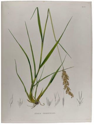 Plant&aelig; Javanic&aelig; Rariores, descript&aelig; iconibusque illustrat&aelig;, quas in insula Java, annis 1802-1818, legit et investigavit