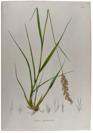 Plantæ Javanicæ Rariores, descriptæ iconibusque illustratæ, quas in insula Java, annis 1802-1818, legit et investigavit