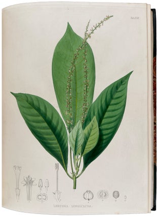 Plantæ Javanicæ Rariores, descriptæ iconibusque illustratæ, quas in insula Java, annis 1802-1818, legit et investigavit