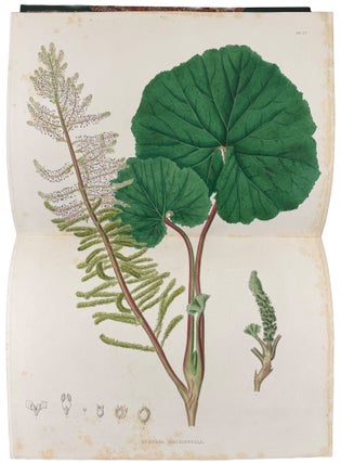 Plantæ Javanicæ Rariores, descriptæ iconibusque illustratæ, quas in insula Java, annis 1802-1818, legit et investigavit